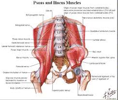 Many muscles derive their names from their anatomical region. Metaphysics Of The Lower Back Ravenstarshealingroom S Blog