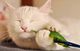 Mengenal jenis makanan kucing anggora. Rekomendasi Makanan Kucing Anggora Instan Homemade