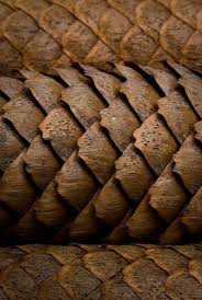 Aneesh Kumar Repetition And Rhythm The Type Of Music This Would Be Displaying Would Be A Smooth With Ag Natural Texture Patterns In Nature Texture Inspiration