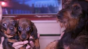 This website uses cookies to improve your experience. 101 Dachshunds Seized In Puppy Breeding Probe Bbc News