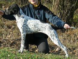 Image result for auvergneský ohař