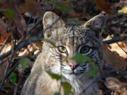 To legally drive in massachusetts, you must first apply for a learner's permit. What About Bobcat Missouri Department Of Conservation