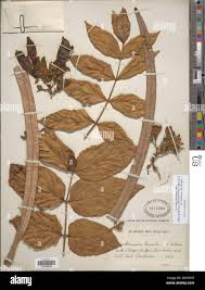 Image result for Markhamia tomentosa