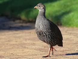 Image result for Stenostelma capense