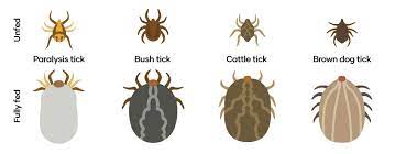 How To Treat Prevent Ticks On Dogs Petbarn