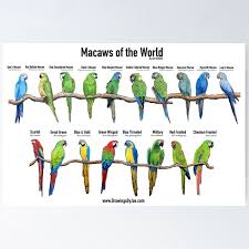 Decoración: Guacamayo Spix