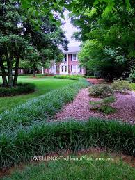 monkey grass monkey grass money plant indoor grasses landscaping