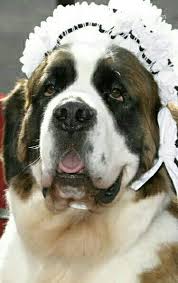 Pin By It Takes Two On Children S Stories Disney Dog Costume St Bernard Dogs Pet Costumes