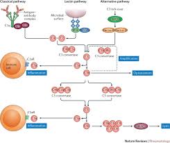 Image result for Complement Pathway