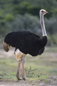 Birds That Cannot Fly In India Ostrich Kids Encyclopedia Children S Homework Help Kids Online Dictionary Funny Animal Faces Ostriches Animals Beautiful