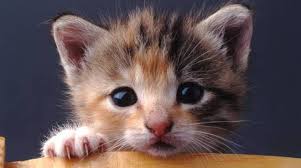Oggi è la giornata mondiale delle giornate mondiali. Giornata Internazionale Del Gatto In Italia Si Celebra Il 17 Febbraio Ecco Perche Il Faro Online
