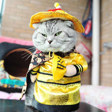 Funny cats with petard and birthday cake. Funny Pet Emperor Qianlong Cosplay Clothes For Cats Halloween Costume For Dogs Xmas Suit Cat Clothing Dog Outfit Cat Clothing Aliexpress