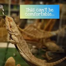 My Bearded Dragons Sleep In Weird Positions That Cannot Possibly Be Comfortable But Yet They Continue To Fall Asleep That Way Each Night This Is Frankie