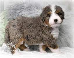 Merle Bernedoodle Cute Animals Bernedoodle Bernese Mountain Dog