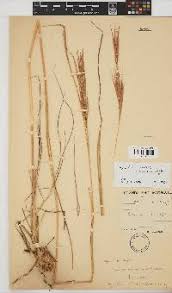 Image result for Hyparrhenia poecilotricha