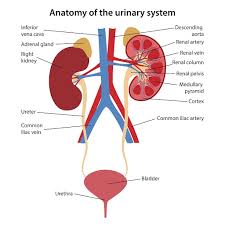Image result for Renal Function