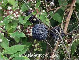 Image result for Smilacaceae