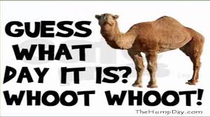 Let's start you off with some humpday tune and prep ya for the rest of the day:d. Hump Day Camel Images To Celebrate Youtube