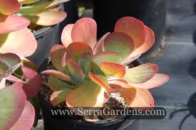 In summer when the temps inch well over 100f and the sun becomes even more intense, the leaves are solid green. Kalanchoe Luciae Crassulaceae Cacti Com