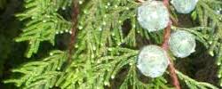 Image result for Cupressus funebris
