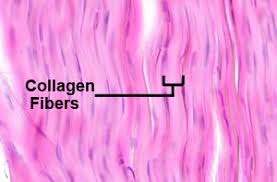 Smooth muscle diagram under microscope written by jupiterz sunday, june 16, 2019 add comment edit. Anatomy A215 Virtual Microscopy