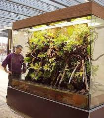 Pin On Vivarium Terrarium