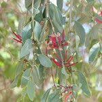 Image result for Tapinanthus oleifolius