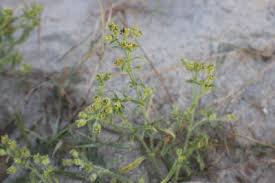 Image result for Vahlia dichotoma