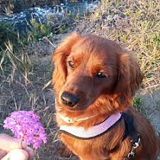 Los angeles county, rancho palos verdes, ca id: Goldendoodle Puppies For Sale In California Adoptapet Com