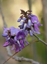 Image result for Millettia dura