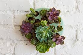 They are not demanding and most of them grow in severe conditions, plus they come in different colors, sizes, and shapes. Diy Succulent Wall Planter Video The House That Lars Built