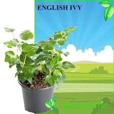 Contextual translation of jumlah taburan hujan into english. Taburan Hujan In English