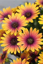 Image result for foto Osteospermum
