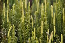 Image result for Lycopodium clavatum