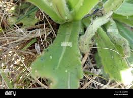 Image result for Senecio speciosus