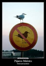 Pájaros Malotes | Desmotivaciones