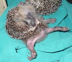 Owning a pet hedgehog can be an incredibly rewarding and fun experience. Hedgehog Facts For Kids