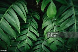 Image result for Bidens pinnatipartita