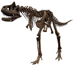 Distruggere l'agricoltura, automobili e molto altro ancora! Carnotaurus Sastrei Wikipedia