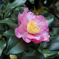 Carnivorous plants are not only interesting and beautiful, but they also have a purpose and are practical. Camellia Sasanqua Cleopatra Care Plant Varieties Pruning Advice