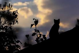 Kucing yang bermasalah dengan kandungannya juga kadang mengalami keguguran. Masa Lampau Kucing Kucing Di Beberapa Wilayah Kumparan Com