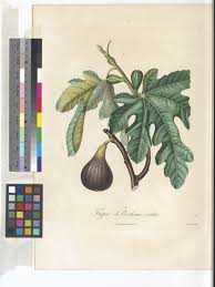 Image result for Ficus scassellatii