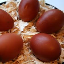 Bird Eggs With Brown Spots On Shell Pin On Farm Birds