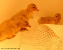 Raising Ducklings Naturally Fresh Eggs Daily