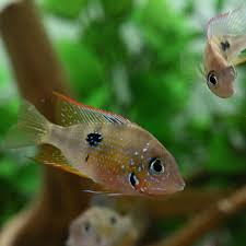 Image result for Smithia elliotii