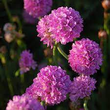 Check spelling or type a new query. Perennial Flowers Bloom Guide Costa Farms