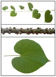 Makabuhay Tinospora Rumphii Heavenly Elixir Herbal Medicinal Therapy Philippine Alternative Medicine Medicinal Plants Herbalism Herbal Elixir