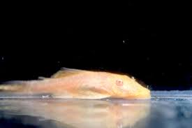 We did not find results for: Albino Bristlenose Pleco About 1 Inch Michael S Fish Room