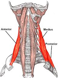 The muscles of the neck keep running from the base of the skull to the upper back and cooperate to twist the head and help with relaxing. Scalene Muscles Wikipedia
