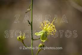 Image result for Maerua juncea